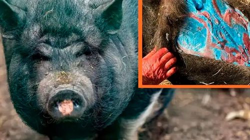 Cerdos salvajes presentan carne azul por consumo de veneno para ratas