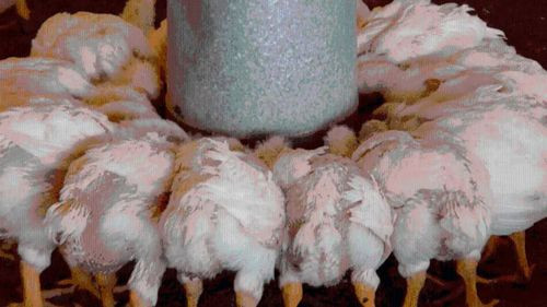 Desesperación en Pocona: Más de 100.000 pollos mueren de hambre por los bloqueos de carreteras