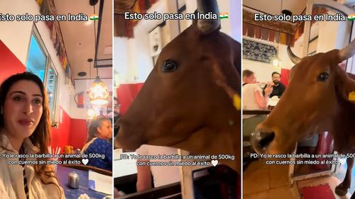 Vaca entra a un bar en India y sorprende a clientes