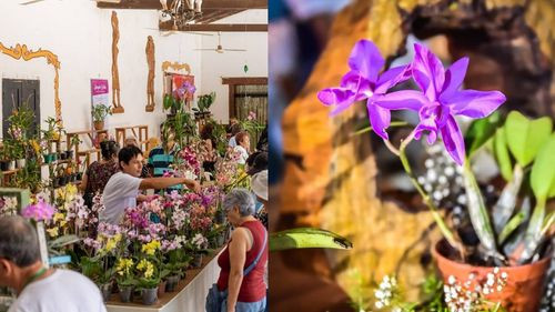 El Festival de la Orquídea en Concepción atrae a amantes de las orquídeas y turistas