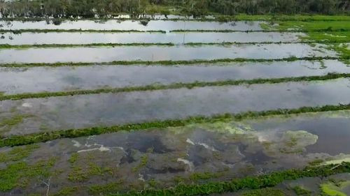 Productores de arroz en Ascensión de Guarayos en emergencia tras inundaciones