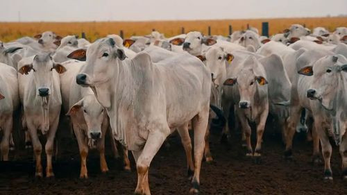 Senasag habilita exportación de cuero a Alemania