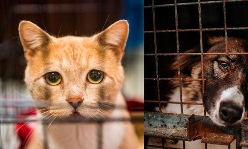 La Marina de EE.UU. pone fin a los «estudios inhumanos» con gatos y perros