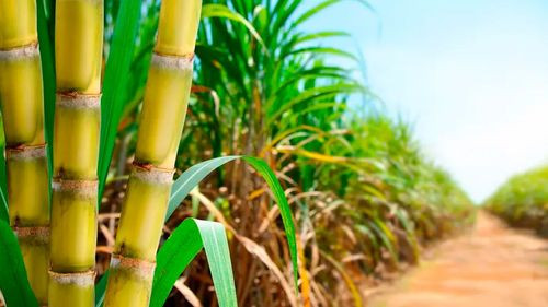 Cañeros proponen ajuste en precio del etanol por incremento en costos de producción