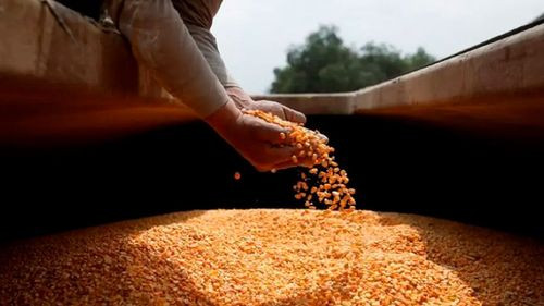 Sector productivo urge autorización para importar maíz ante déficit nacional