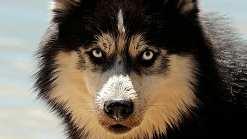 Husky ataca a niña de 4 años en Oruro: Causa del incidente sería carga hormonal