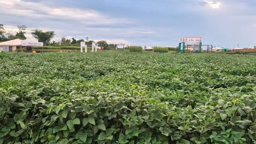 Arranca Exposoya 2025 en Cuatro Cañadas con lo mejor del campo y la tecnología para el agro