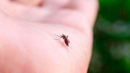 Chikungunya: disminuyen los  internados en Santa Cruz de la  Sierra