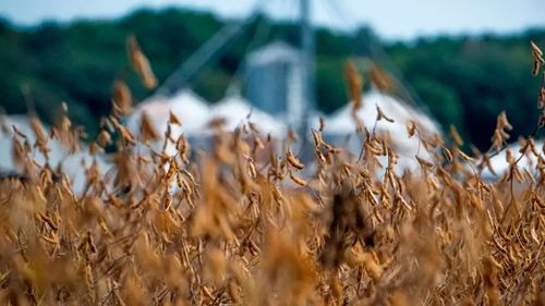 Anapo valora medidas del Gobierno para exportación de soya y productos derivados