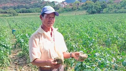 Pimentón se pudre en valles cruceños por falta de combustible y alto costo de agroquímicos