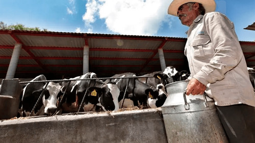 Cierre de 100 lecherías en Santa Cruz: Producción cae un 20%, según la CAO