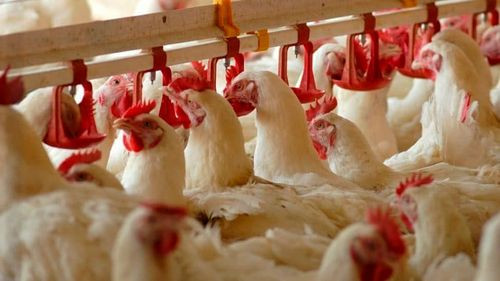 ¿Bajará el precio del pollo? avicultores responden y arremeten contra el gobierno