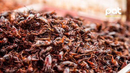  La apuesta de Tailandia por los insectos como superalimentos