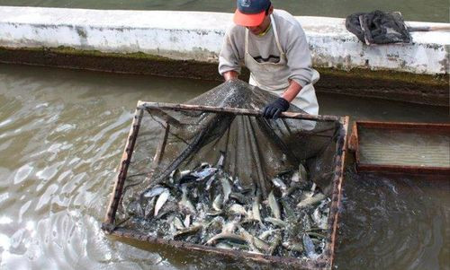Decomisan más de 400 kilos de trucha en la región del lago Titicaca, cercana a la frontera con Perú