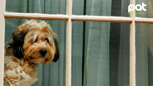 ¿Cuánto tiempo puede estar solo un perro en casa? 