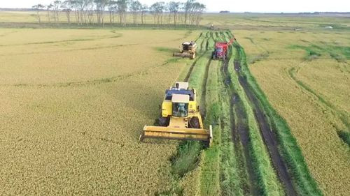 Cosecha de arroz en riesgo por falta de diésel y productores exigen solución inmediata