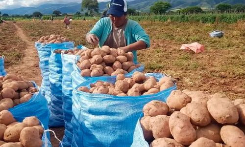 Sector agropecuario en emergencia por ola de frío que amenaza cultivos y ganado