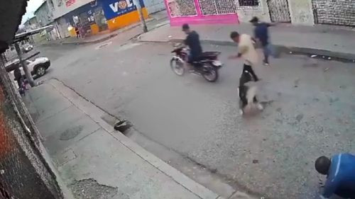 Perro valiente frustra intento de asalto en plena vía pública en Ecuador