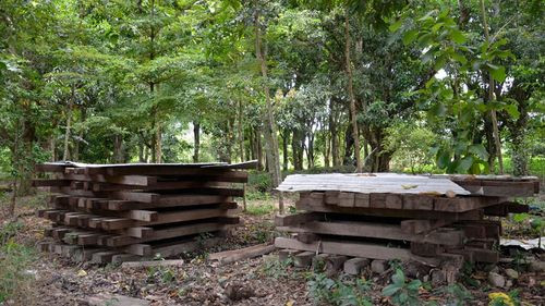 Decomisan madera evaluada en medio millón de bolivianos