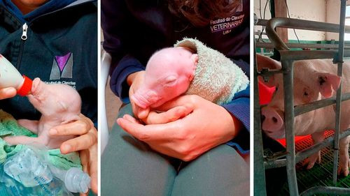 Argentina logra el nacimiento del primer cerdo clonado para futuros trasplantes de órganos en Latinoamérica