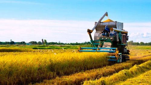 Gobierno extiende el arancel &quot;cero&quot; para la importación de arroz hasta octubre