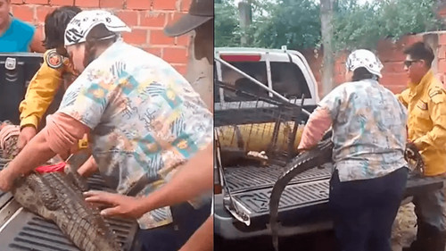 Alarma en zona norte de Santa Cruz por aparición de un lagarto en una vivienda