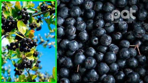 Oro negro: la fruta que regula azúcar y presión arterial, y fortalece tu salud
