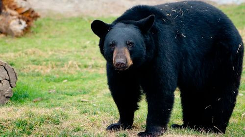 Un oso negro mató a una mujer en su casa en el primer ataque fatal de este tipo en California