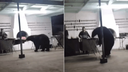 Oso dejó a todos boquiabiertos  al irrumpir en una fiesta y  llevarse consigo toda la comida