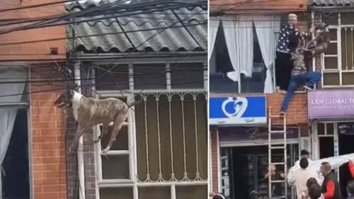  Perrito queda colgado en cables mientras perseguía a un gato en Bogotá, Colombia