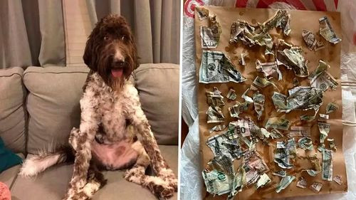 Un perro se comió USD 4.000 y dejó en shock a sus dueños en Pittsburgh