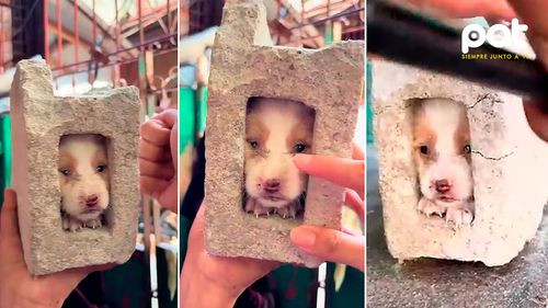 Perro queda encerrado en ladrillo y su liberación con martillo causa polémica