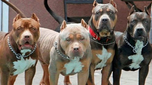 Ley de perros peligrosos: Pitbull y 12 Razas bajo escrutinio después de trágico ataque