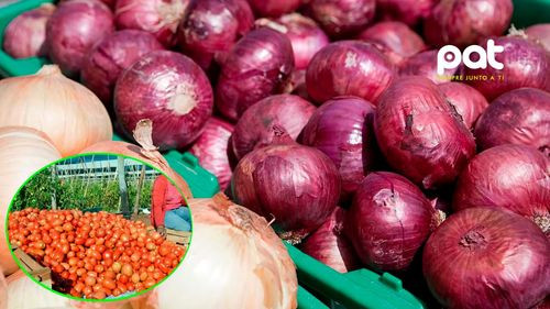 Prevén descenso en precios de cebolla  en las próximas semanas