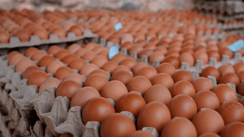 Santa Cruz lidera la producción de huevos en Bolivia con un 60% del total nacional