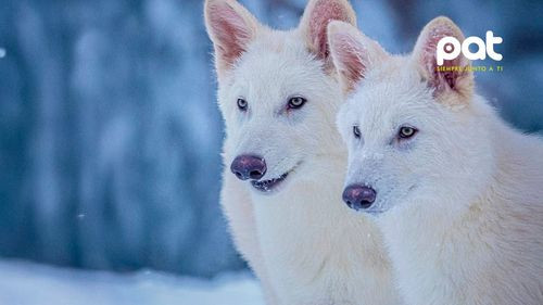 Reviven al lobo terrible tras 12.000 años con ADN antiguo