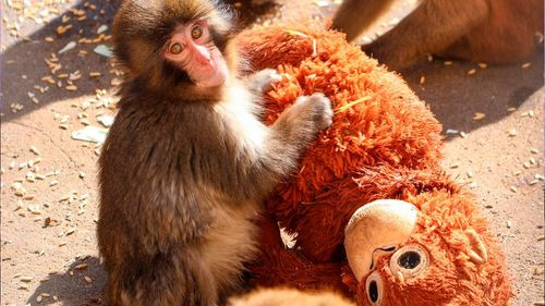 Organización animalista pide trasladar a Punch, el macaco viral, a un santuario