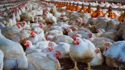 Escasez de diésel golpea a productores avícolas y encarece el transporte