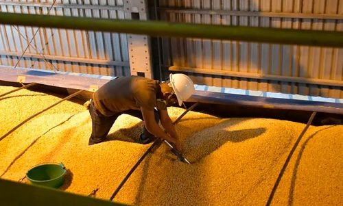 Impulsan producción de maíz y arroz con Bs 350 millones para abastecer al mercado interno