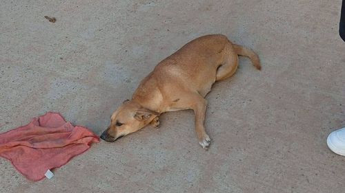 Denuncian que un micro atropelló a una perrita embarazada y huyó