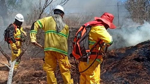 Imagen de Gobierno despliega refuerzos para combatir incendios en Tarija e investiga las causas de las quemas