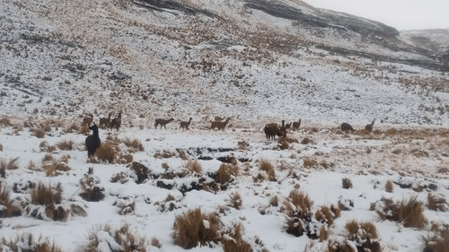  Intensa nevada provoca la muerte de más de 600 camélidos en Cocapata y afecta a 22 comunidades