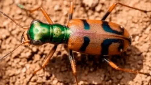  El escarabajo tigre boliviano se corona campeón en competencia global de conservación 