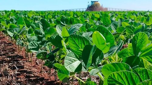 Sequía frena la siembra de soya de invierno y deja un déficit del 20% en Santa Cruz