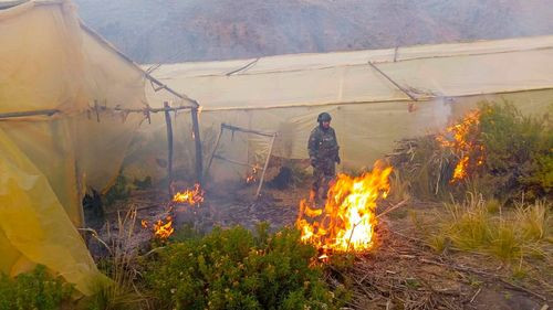 Imagen de  Detectan plantación ilegal de marihuana cerca de Llallagua, Potosí