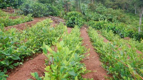 Gobierno asegura transparencia en informe sobre cultivos de coca 2024