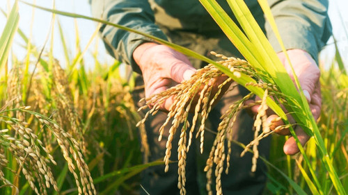 Gobierno y productores acuerdan conformar mesas de trabajo para combatir el contrabando de arroz