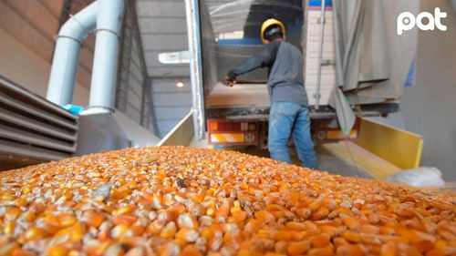 Emapa coordina entrega de maíz con productores