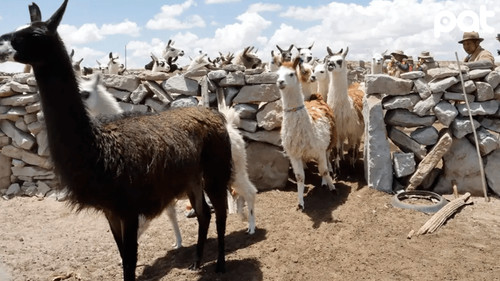 Imagen de Senasag impulsa exportación de charque de llama a EE.UU.