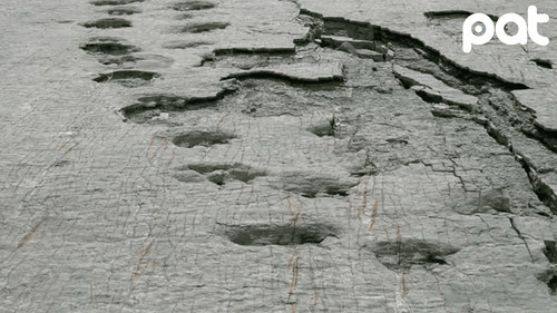 Derrumbe irreparable en Cal Orcko sepulta huellas de dinosaurios únicas en el mundo